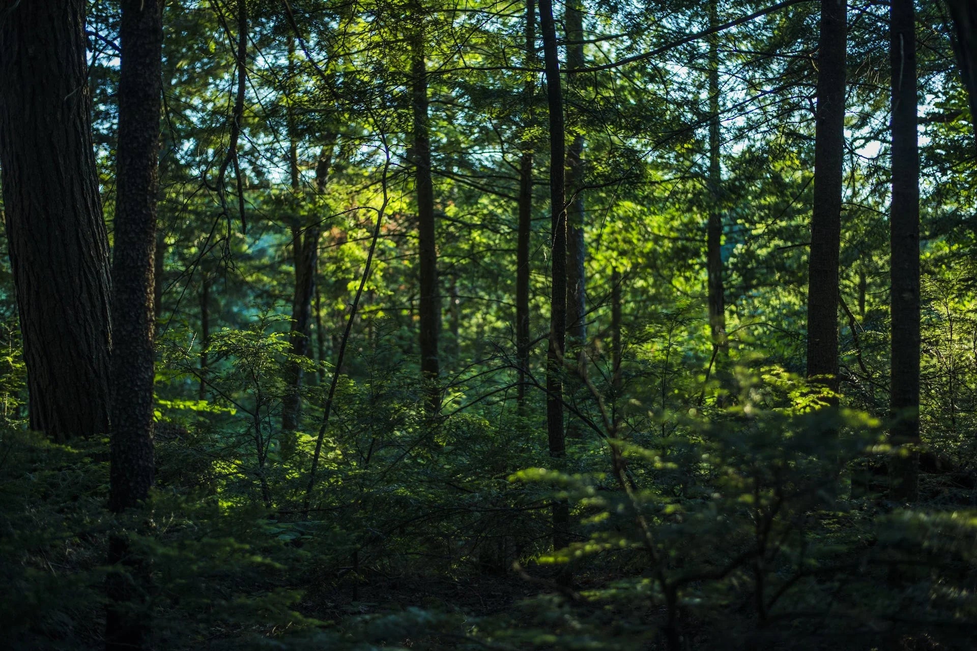 Groene bossen dankzij Stichting Een Groen Hart